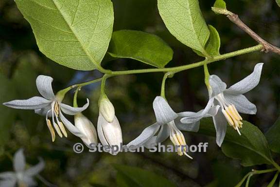 styrax americanus 2 graphic